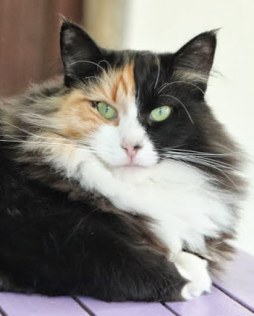chat montelimar