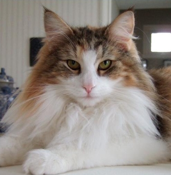 noir grand-mère chatte lesbienne sexe grand