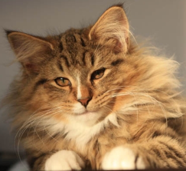 chatons norvegiens