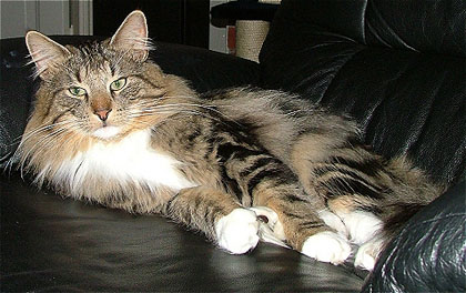 chat norvegien brown tabby